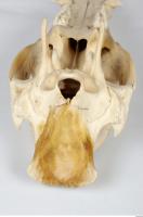 Skull Boar - Sus scrofa 0121